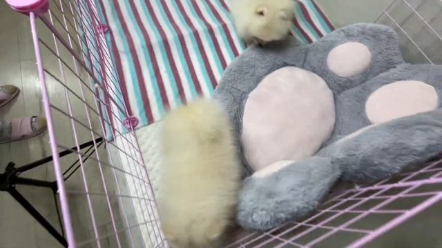 Смешные и пушистые щенки. ? Белые щенки померанского шпица. Белый шпиц. Кремовые щенки шпица мини. смотреть онлайн