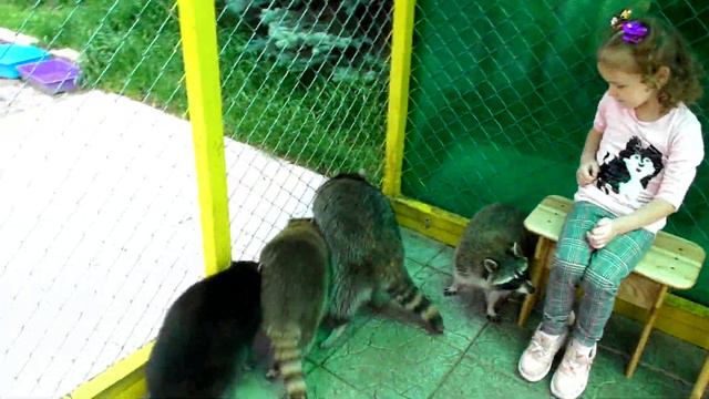 Дім ЄНОТА. У енотиков в ГОСТЯХ. ЕНОТ-полоскун. ЄНОТОТЕРАПІЯ. RACCOON house смотреть онлайн