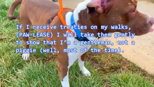 Come Take A Dream Walk With Reba