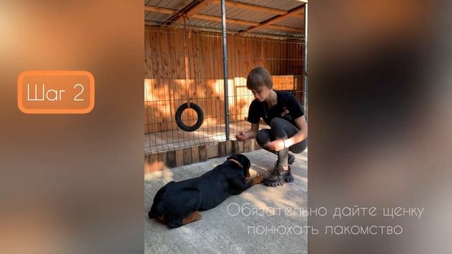 Команда "ПОЛЗИ". Щенок Ротвейлера 4 месяца. Мажор и Маша смотреть онлайн