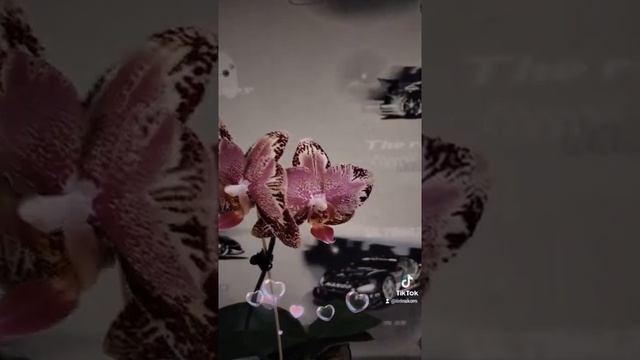 Орхидея Биг Бенг ( Phal. Big Bang) смотреть онлайн