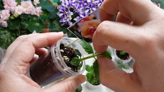 Прищипка ахименеса для обильного цветения. смотреть онлайн