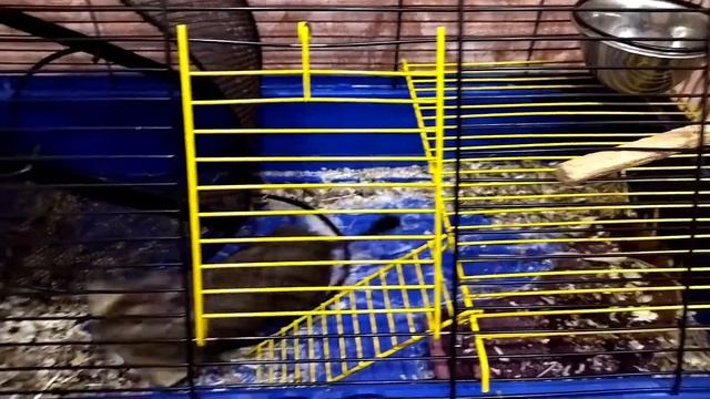 Дегу/Degus смотреть онлайн