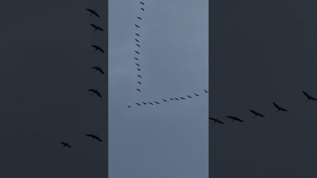 ЖУРАВЛИ ЛЕТЯТ НА ЮГ #shorts #россия #белгород смотреть онлайн