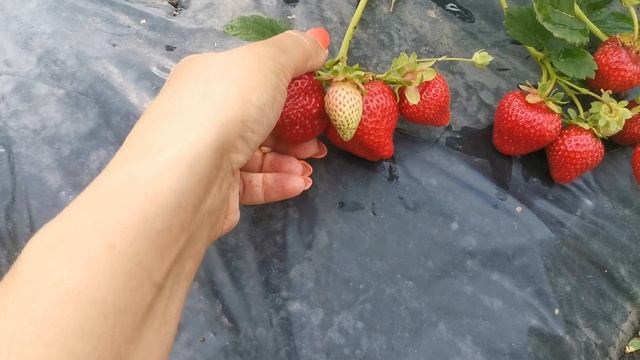 Фраголорея, фраголаура, Аура. Земляника с очень сладким вкусом!