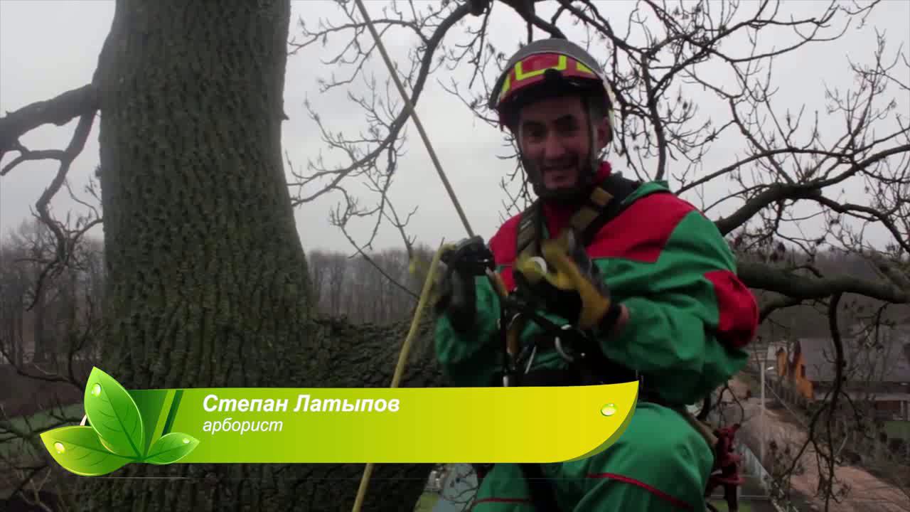 Кардаг (ТРАВЫ) Карз (ЯСЕНЬ - священное дерево) смотреть онлайн