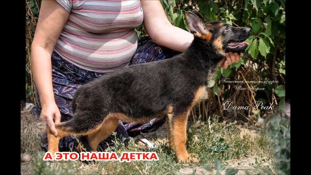 ПРЕЗЕНТАЦИЯ ЩЕНКА НЕМЕЦКОЙ ОВЧАРКИ смотреть онлайн