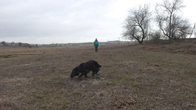 ОКД (русский спаниель Эльза) смотреть онлайн