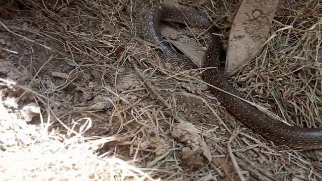 Желтобрюхий полоз 1 смотреть онлайн