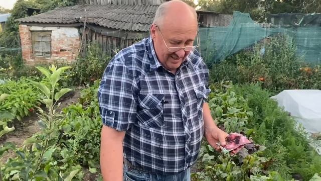 Столовий буряк зберете солодким, якщо…? смотреть онлайн