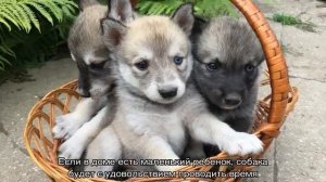 Помесь хаски и лайки: название породы, внешний вид