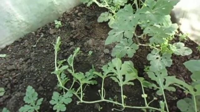 ЗАЧЕМ ФОРМИРОВАТЬ АРБУЗЫ В ТЕПЛИЦЕ? смотреть онлайн