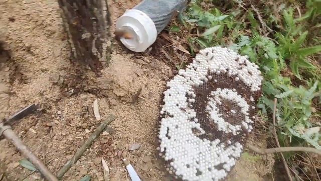 WASPS NEST REMOVAL,GIANT MURDER HORNET,ASIAN VESPA MANDARINIA,MASSIVE YELLOW JACKETS