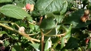 малина Делнива, откровенно о вкусе и плодоношении