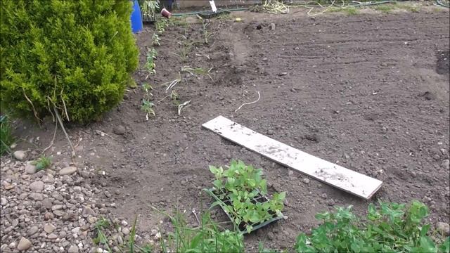 Transplanting Flowers: Part 2 (Urdu/Hindi) смотреть онлайн