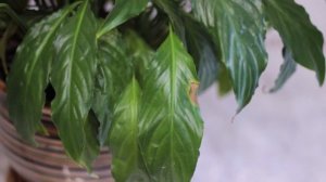 Сохнут и чернеют кончики листьев у Женского счастья Спатифиллума. Что делать?