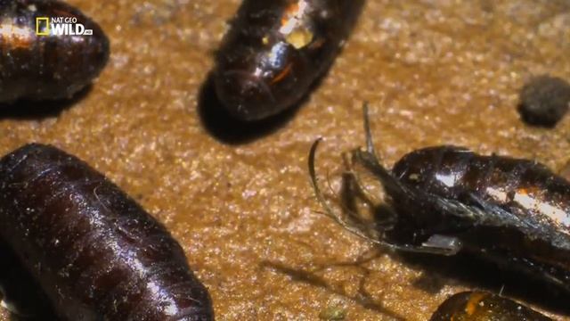 Дикое меню / Wild Menu Серия 4 Very Old Meat / Очень несвежее мясо смотреть онлайн