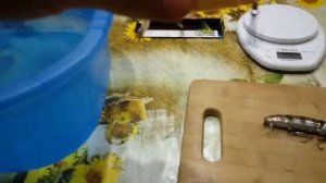 Воблер JACKALL MAGALLON (джакал магалон или шакал) отличие китайской подделки от оригинала