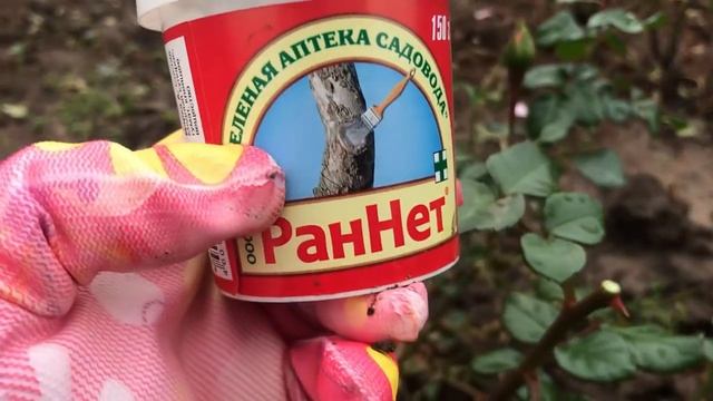 Подготовка Роз к Зиме. Часть 3. Спреевое Цветение. смотреть онлайн
