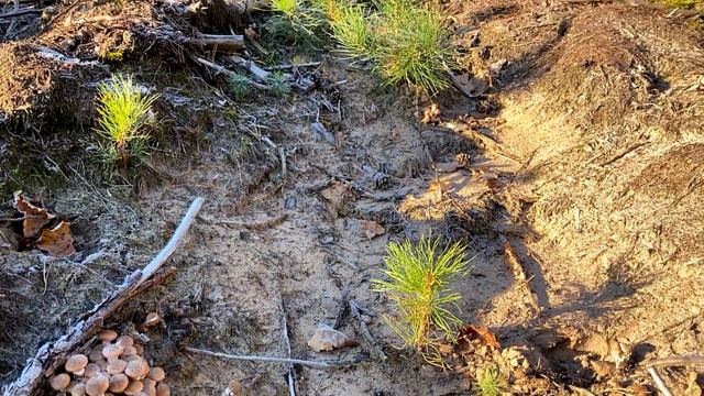 МАССОВЫЙ СБОР ГРИБОВ, НЕСМОТРЯ НА ЗАМОРОЗКИ!!! смотреть онлайн