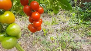 Томат черри Терек F1 мой любимчик