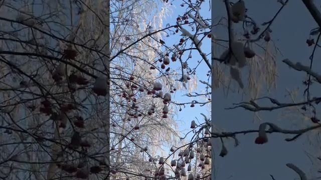 Свиристели едят рябину в центре Абакана смотреть онлайн