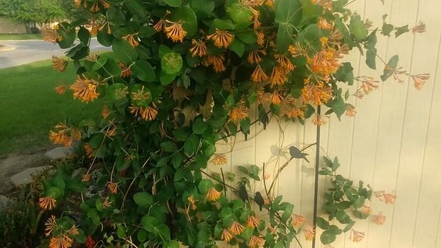 Honeysuckle Dropmore Scarlet flowers смотреть онлайн