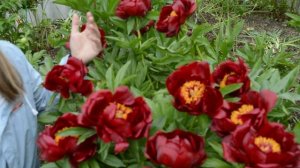 Пионы: самые темные сорта