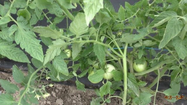 Как подвязывать помидоры в открытом грунте, если сорта низкорослые и без пасынкования. смотреть онлайн