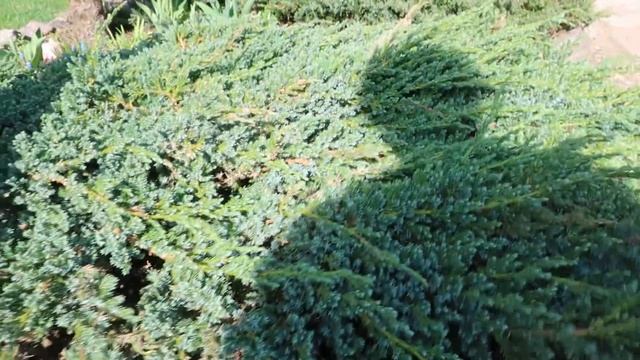 ВЕСЕННЯЯ ОБРЕЗКА МОЖЕВЕЛЬНИКА ЧЕШУЙЧАТОГО BLUE CARPET-