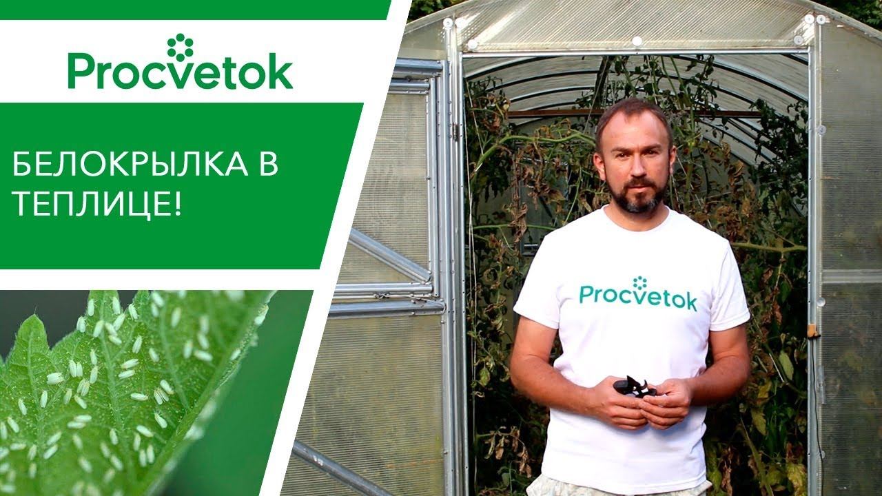Борьба с БЕЛОКРЫЛКОЙ. Как избавиться от белокрылки в теплице осенью. смотреть онлайн