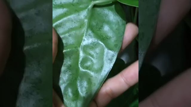 Scindapsus Lucens vs Anadendrum Affine смотреть онлайн