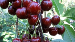 Молодежная вишня