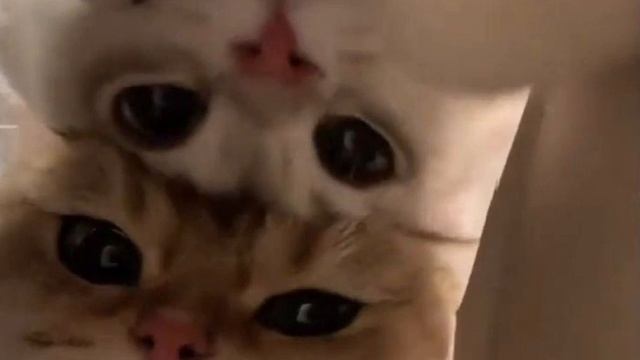 пошла жара speed up смотреть онлайн