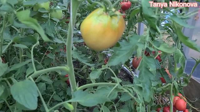 ТОМАТ МИНУСИНСКИЙ БОЧКОВОЙ. ОБЗОР КУСТА И ПОМИДОР ?. смотреть онлайн