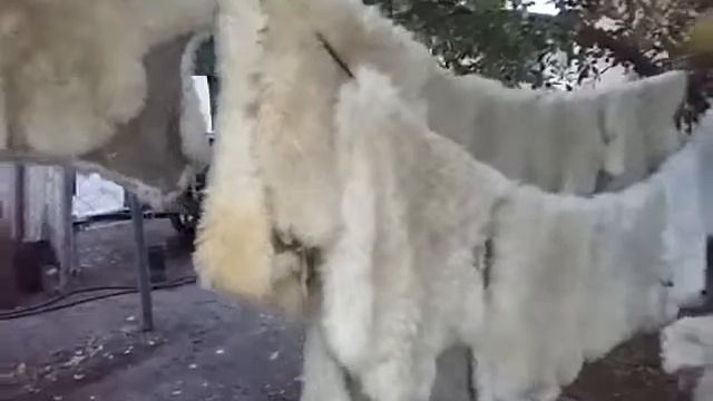 Сушим шкуры после дубления смотреть онлайн