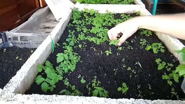 Черенкование малины. Сорт Глен Ди