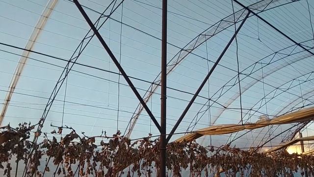 Арочная теплица под виноград Балаган для выращивания винограда смотреть онлайн