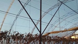 Арочная теплица под виноград  Балаган для выращивания винограда