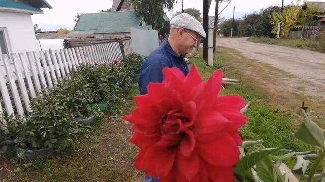 УБРАЛИ ПОМИДОРЫ/НАКРУТИЛА РОЛЛЫ?