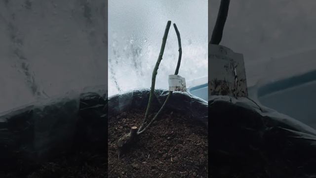 Подворье энд Русский огород! Вид сбоку🌹🌨 смотреть онлайн