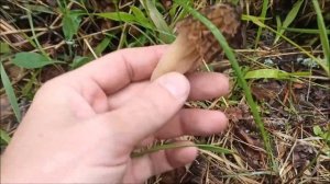 Сморчки ещё растут. Строчки уже сошли. грибы 2022.