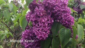 Сорт сирени "Маршал Жуков" www.sireni.ru