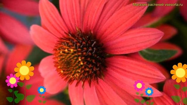 Эхинацея пурпурная Бая Бургунди. Краткий обзор, описание echinacea purpurea Baja Burgundy смотреть онлайн