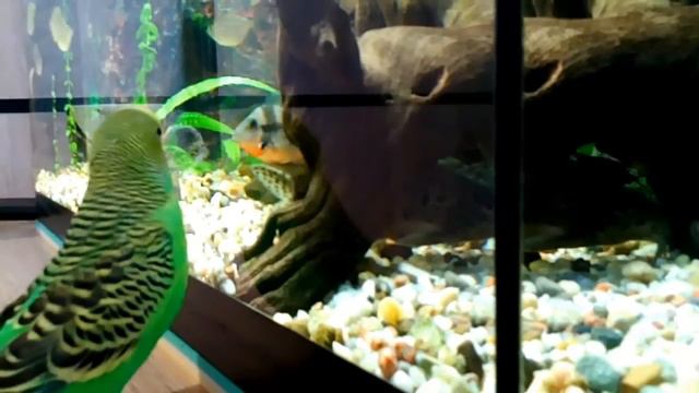 Говорящий попугай Пиксель ▫ птица - говорун смотреть онлайн