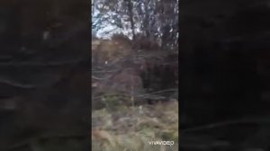 Высеваю медоносы-Мордовник(посылка от Геннадия Петрухина)