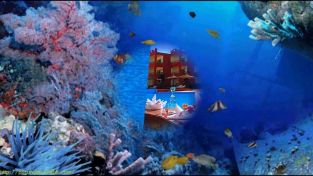 Aqua hotel resort & SPA 4*(Sharm Bride) 1.05.2019 г смотреть онлайн