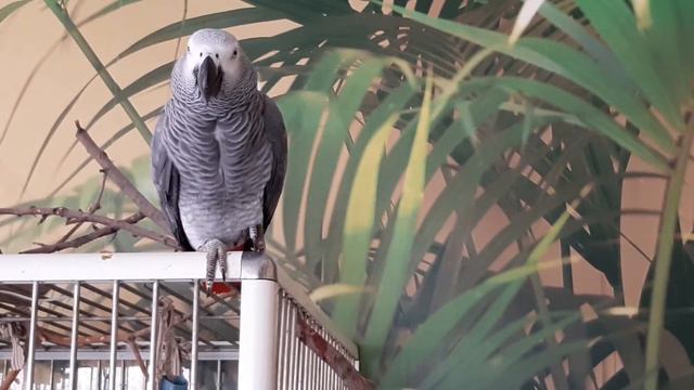 Птица - говорун .Жако Боня (1,5 годика)