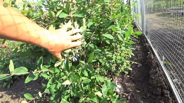 Жимолость съедбная Золушка! смотреть онлайн