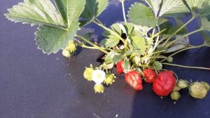 Королева Елизавета 2 - клубника, описание сорта (Российский ремонтантный сорт)